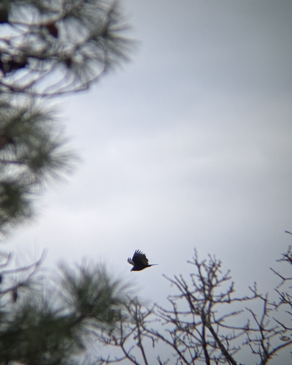 Turkey Vulture - ML647408385