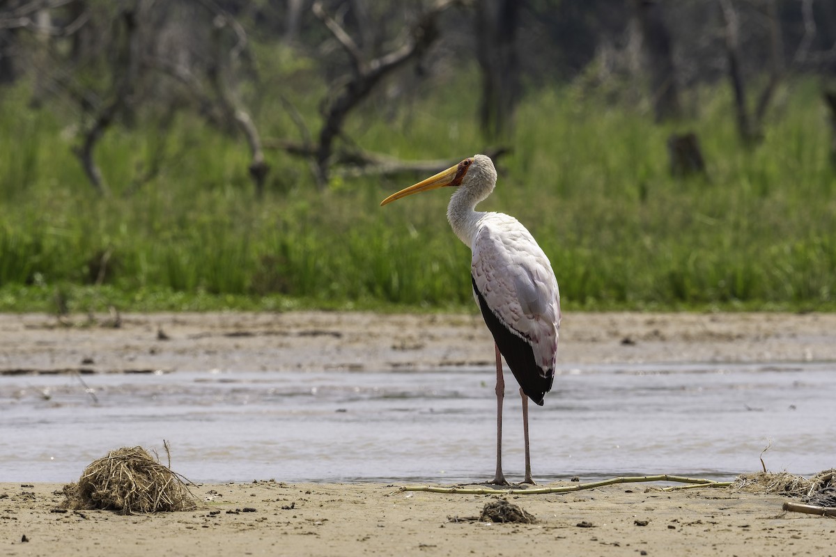Yellow-billed Stork - ML647408387