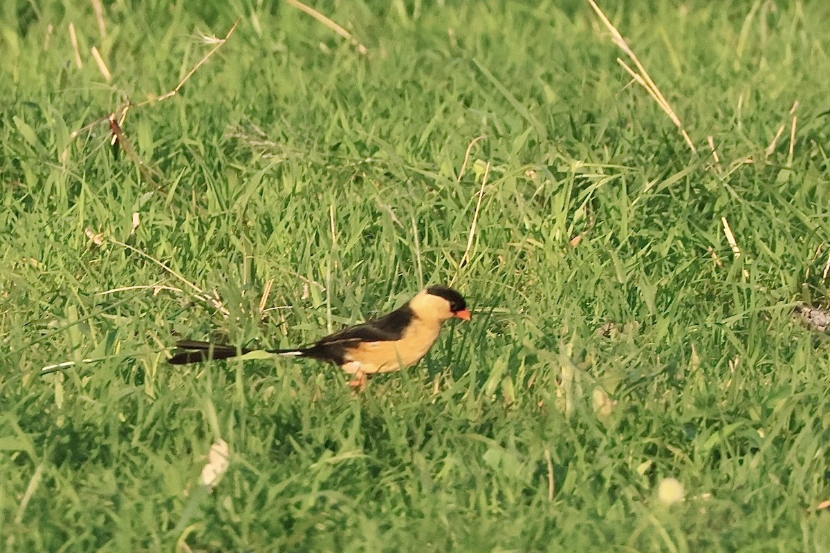 ミカドスズメ - ML647408391