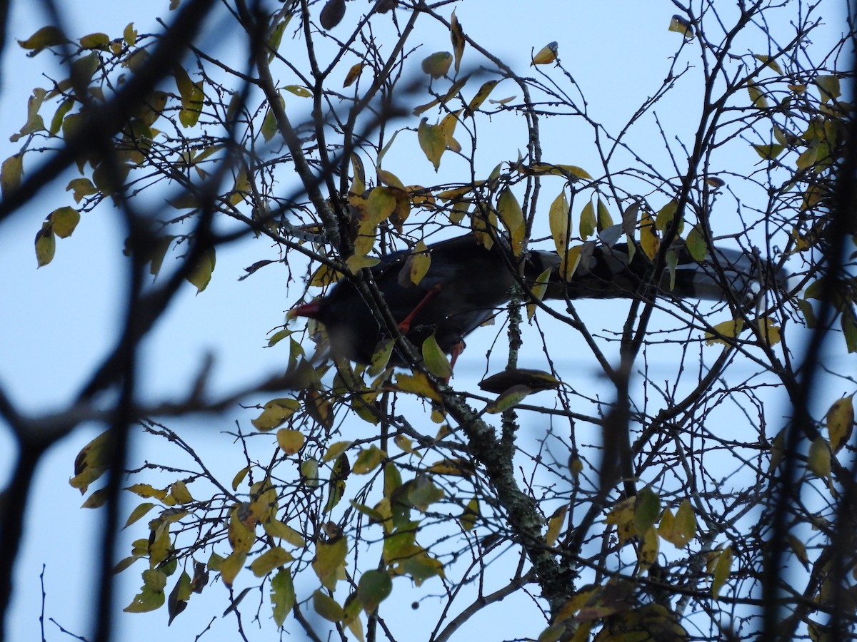 Taiwan Blue-Magpie - ML647408393