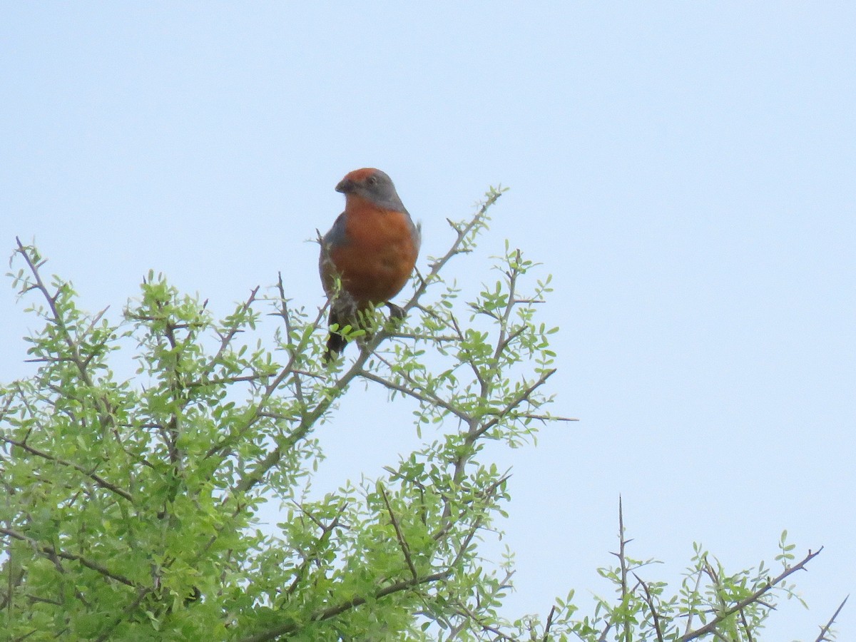White-tipped Plantcutter - ML647408403