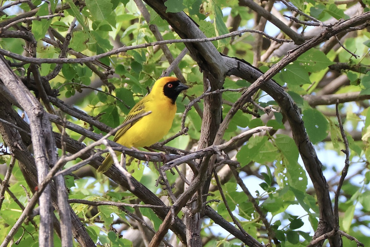 Ткачик чорнолобий - ML647408405