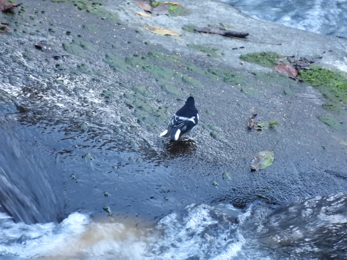 Вилохвістка гірська - ML647408409