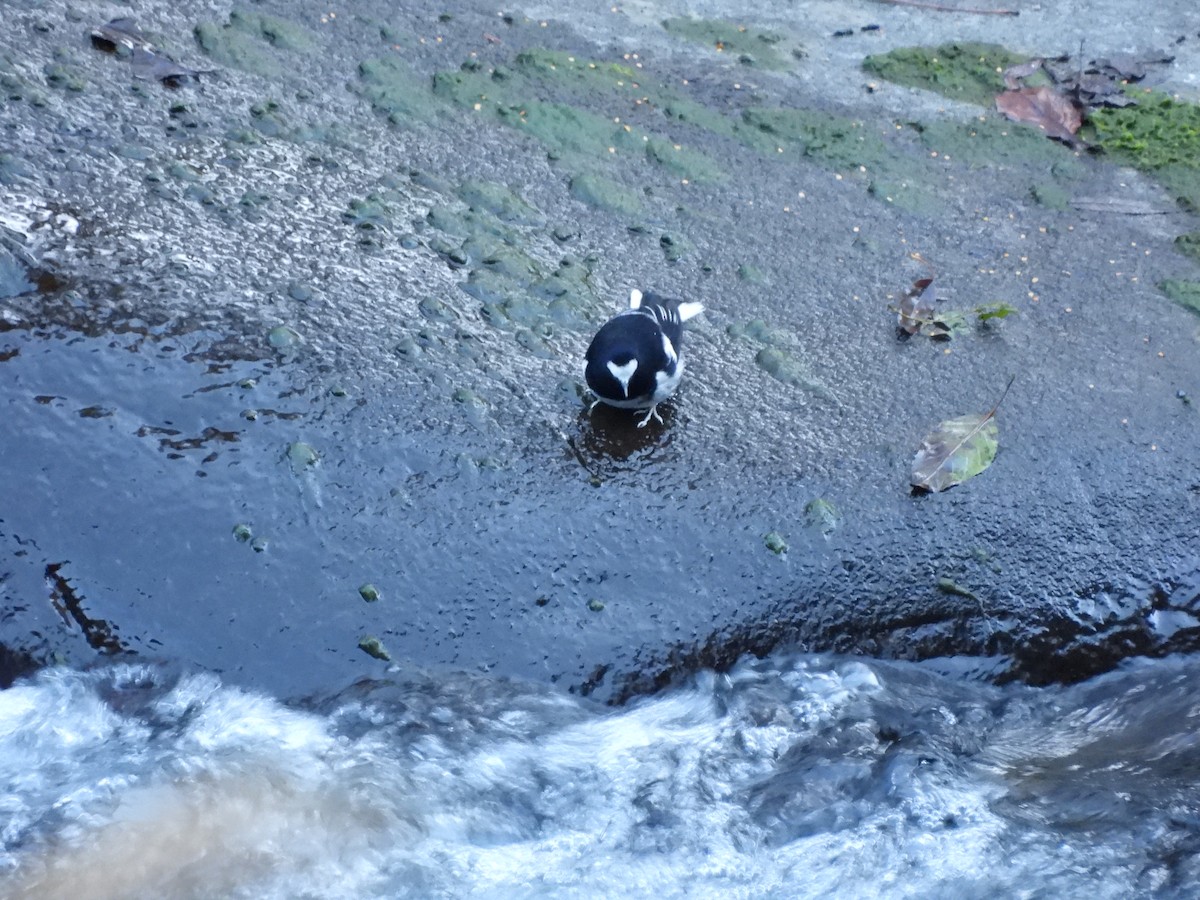 Вилохвістка гірська - ML647408410