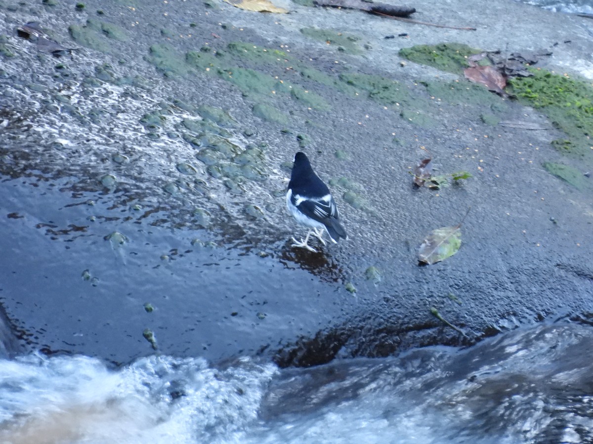 Вилохвістка гірська - ML647408416