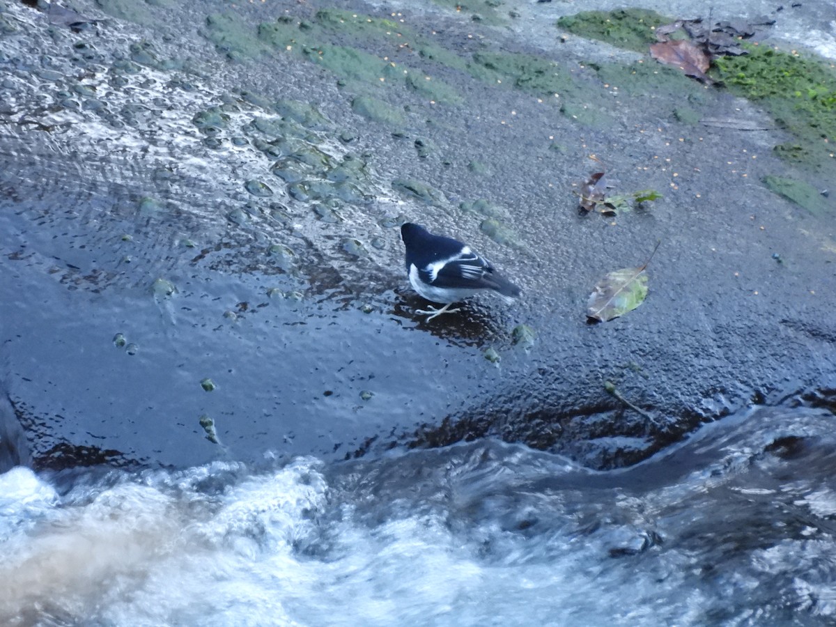 Вилохвістка гірська - ML647408417