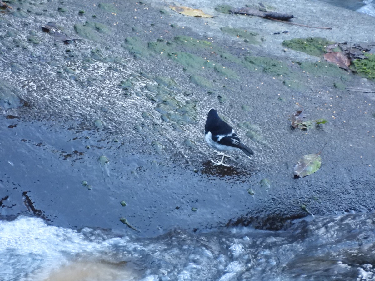 Вилохвістка гірська - ML647408418