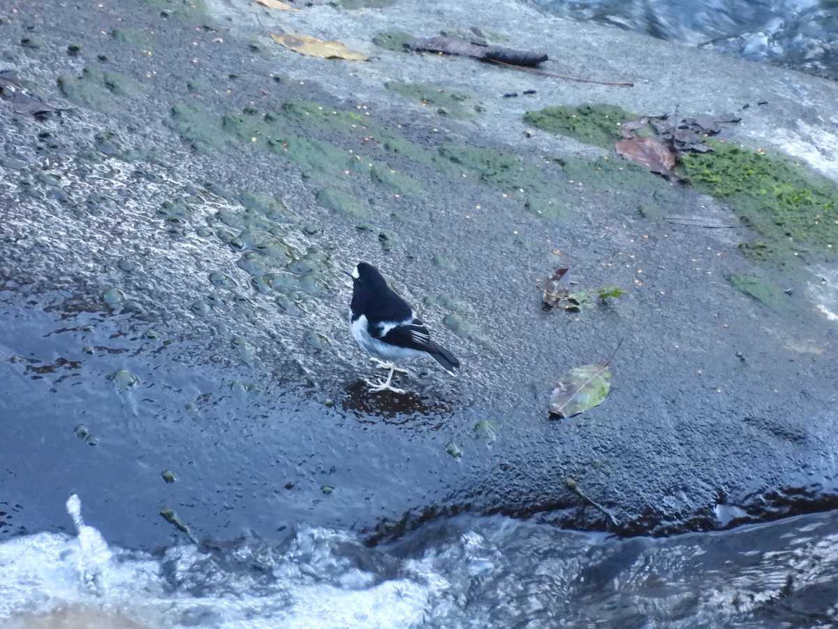 Вилохвістка гірська - ML647408419