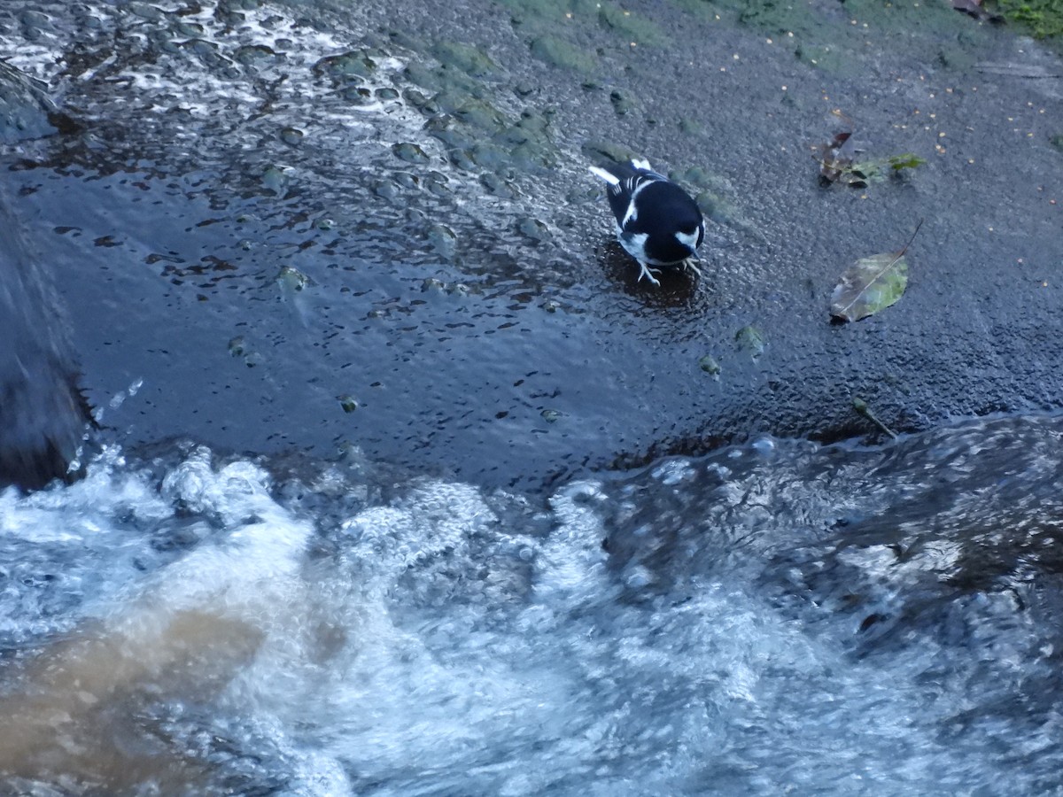 Вилохвістка гірська - ML647408420