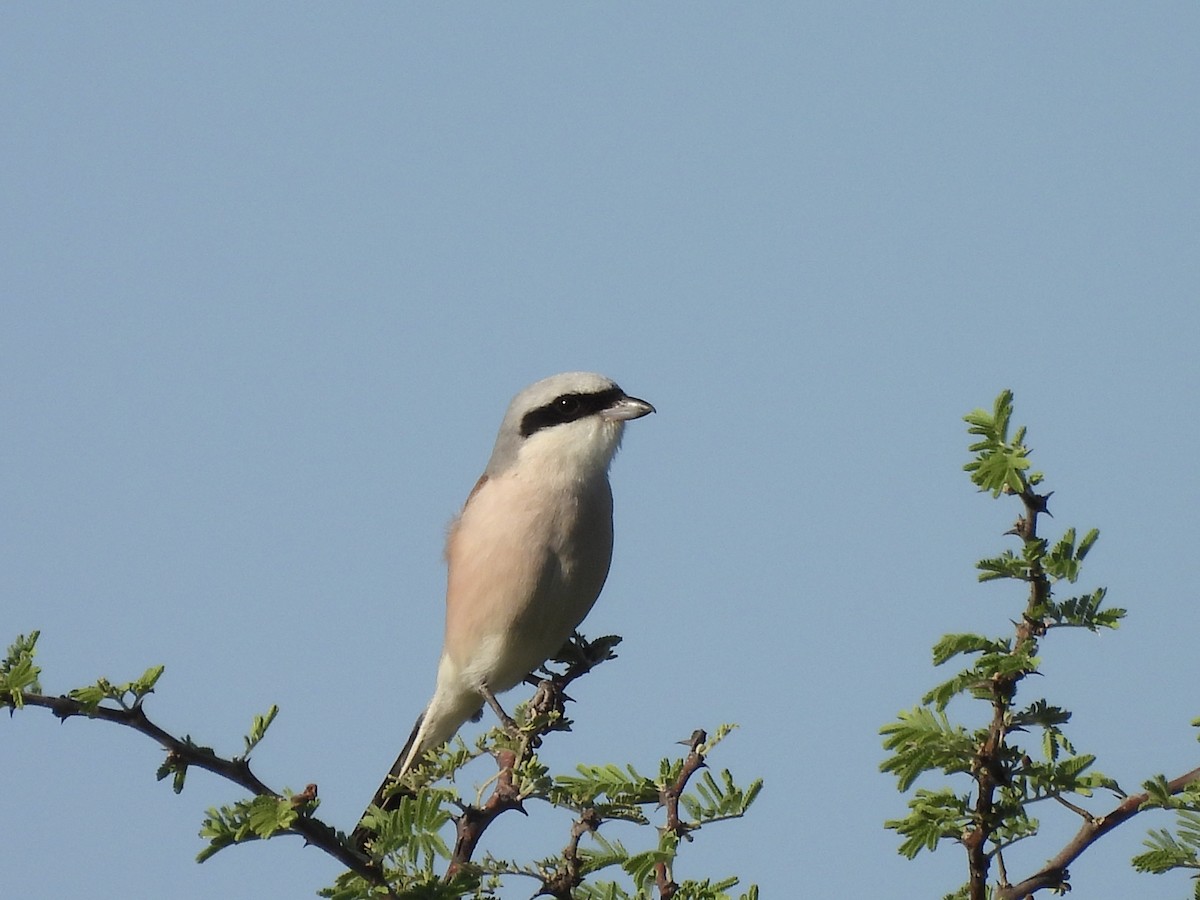 Сорокопуд чорнолобий - ML647408422