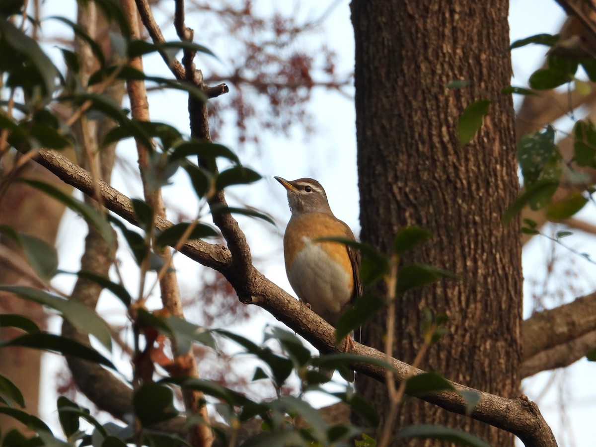 Дрізд вузькобровий - ML647408430