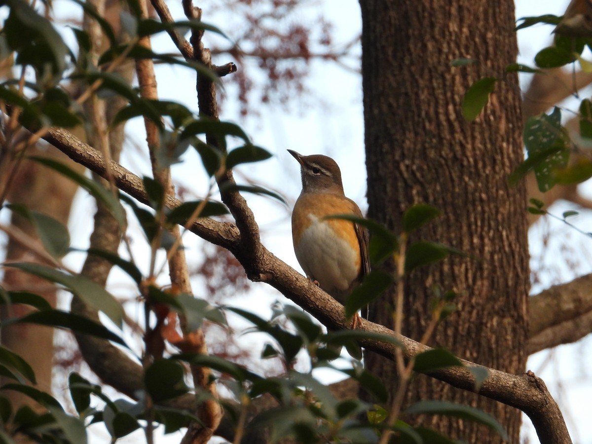 Дрізд вузькобровий - ML647408432