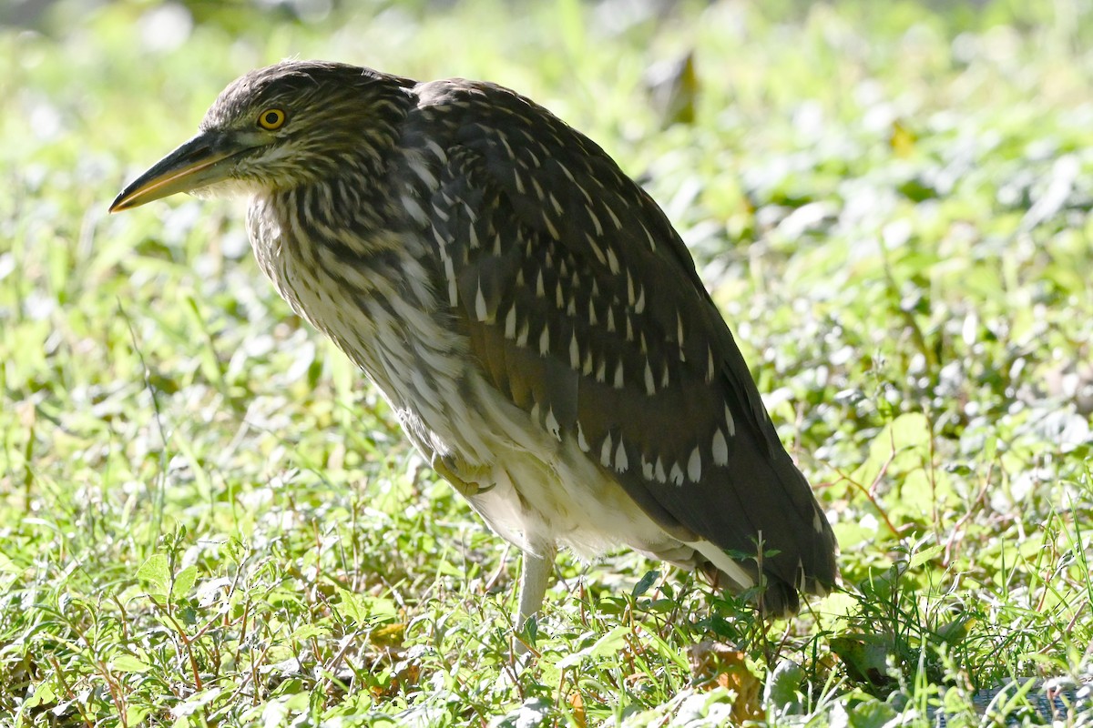 Black-crowned Night Heron - ML647408434