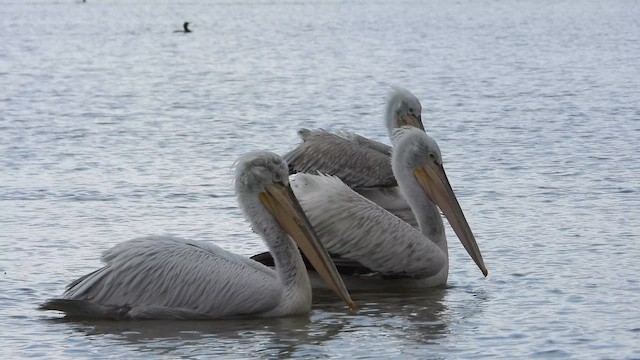 Пелікан кучерявий - ML647408437