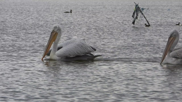Пелікан кучерявий - ML647408438