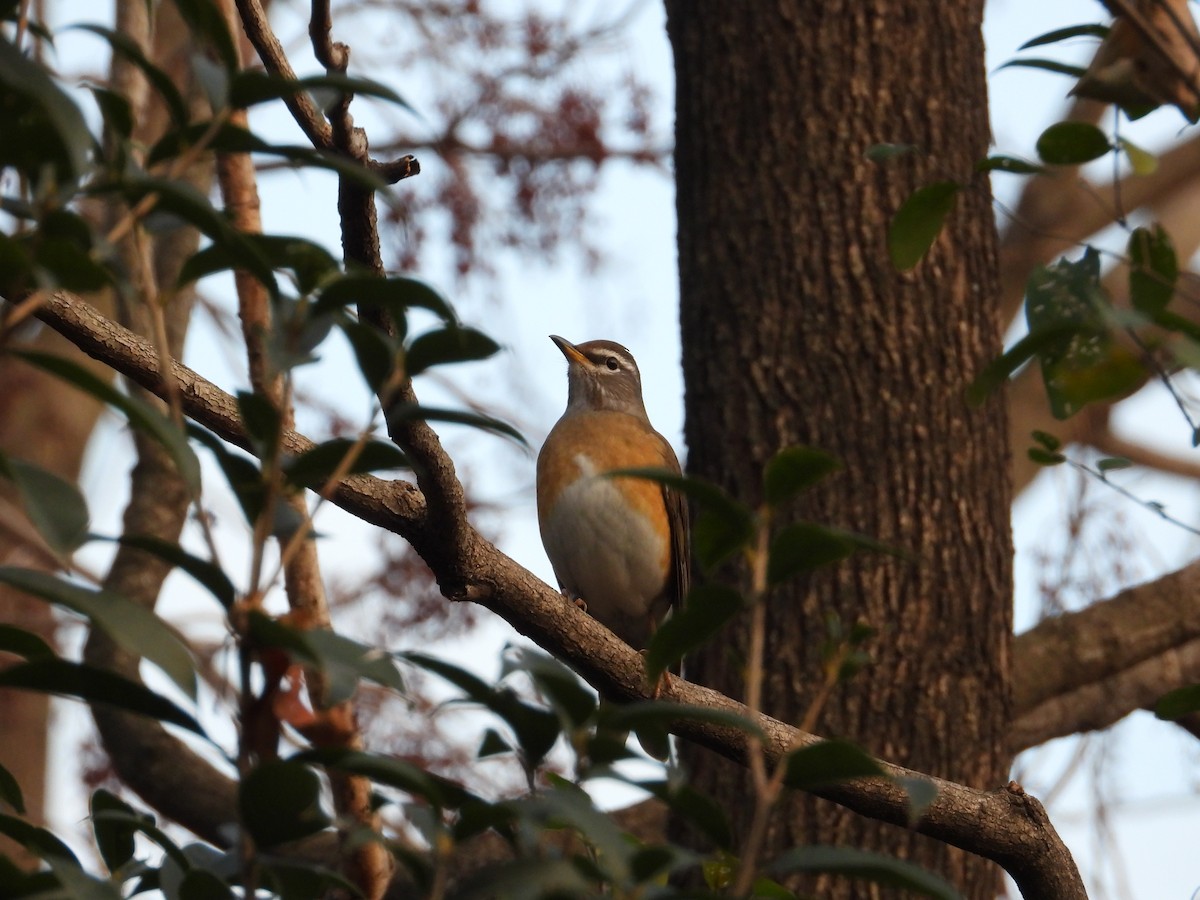 Дрізд вузькобровий - ML647408439