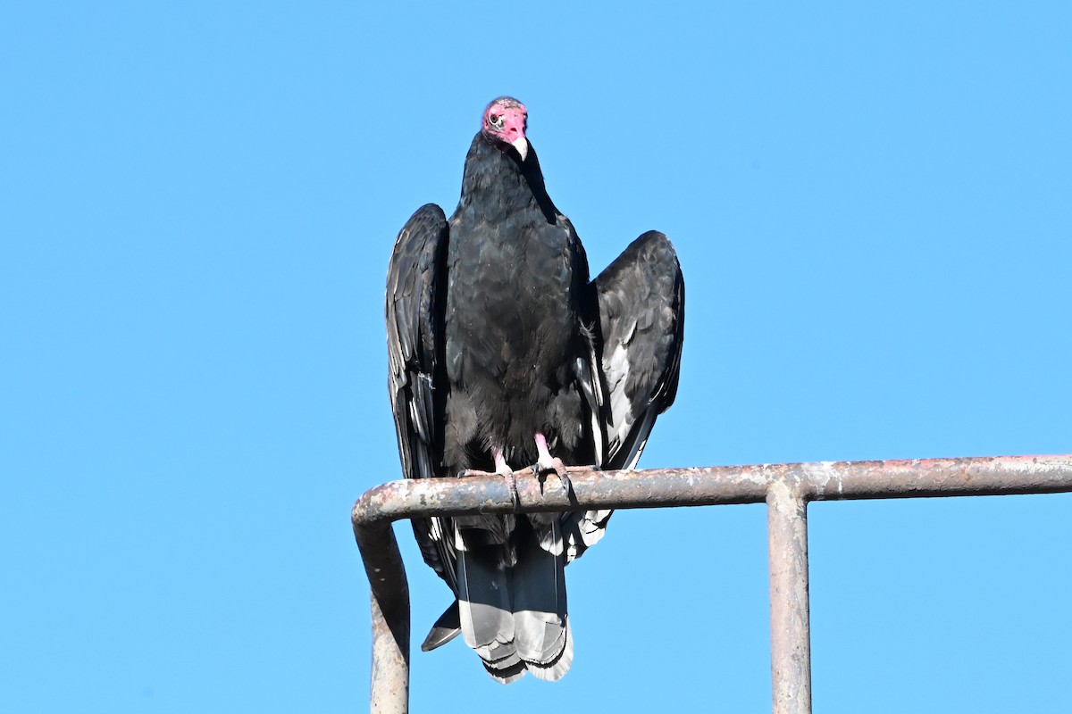 Turkey Vulture - ML647408442
