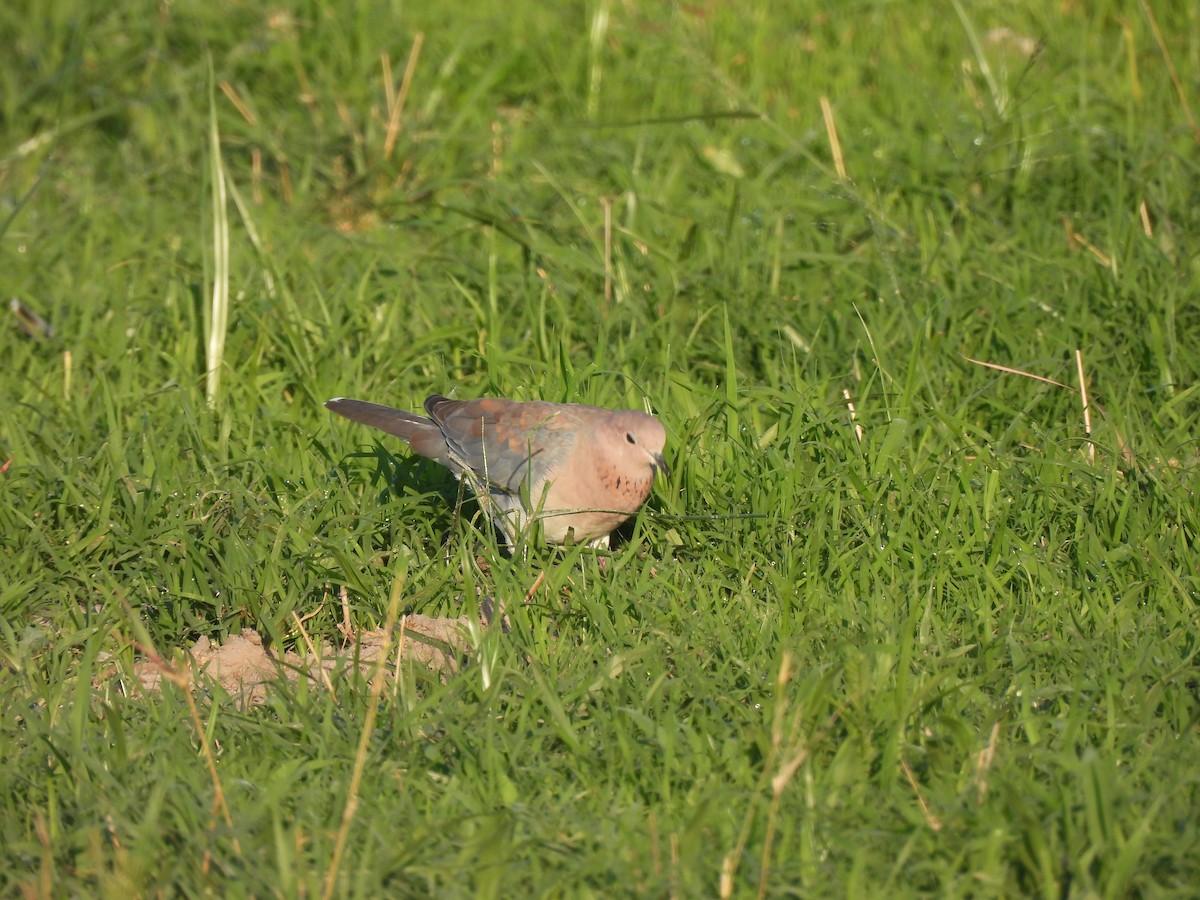Горлиця мала - ML647408444