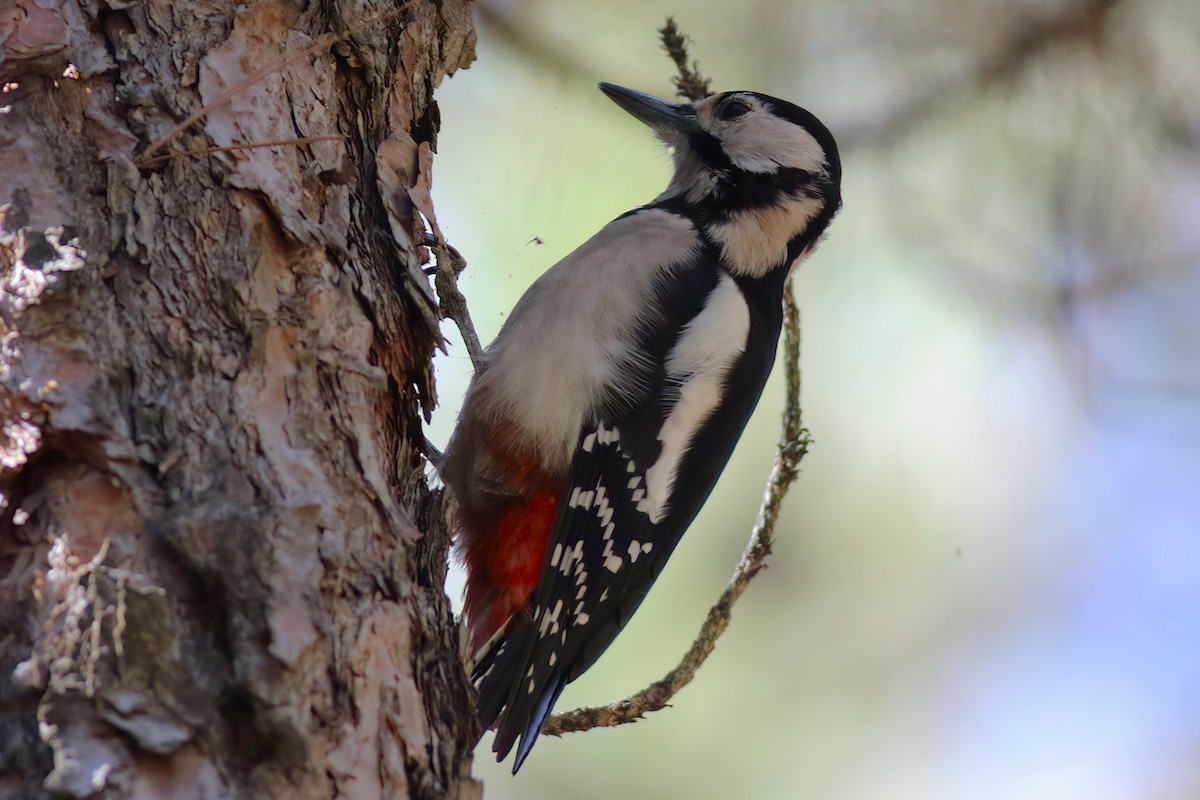 Дятел звичайний - ML647408450