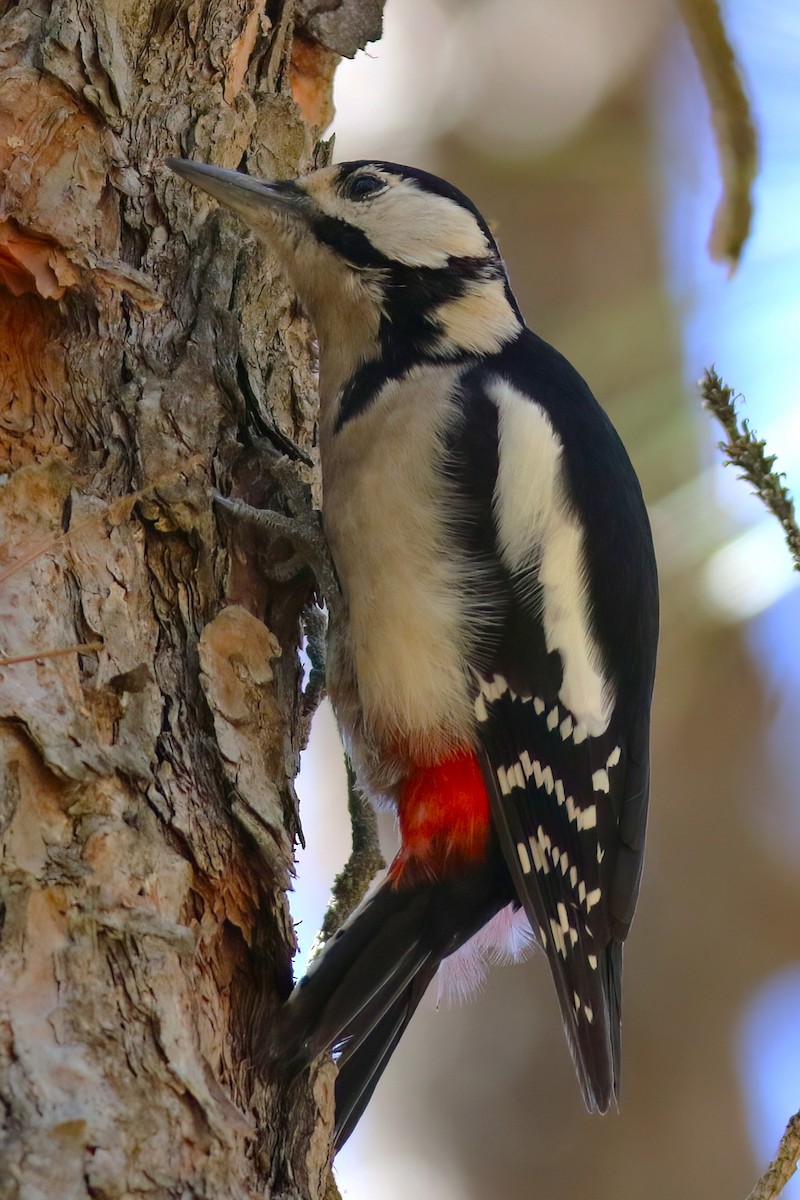 Дятел звичайний - ML647408451