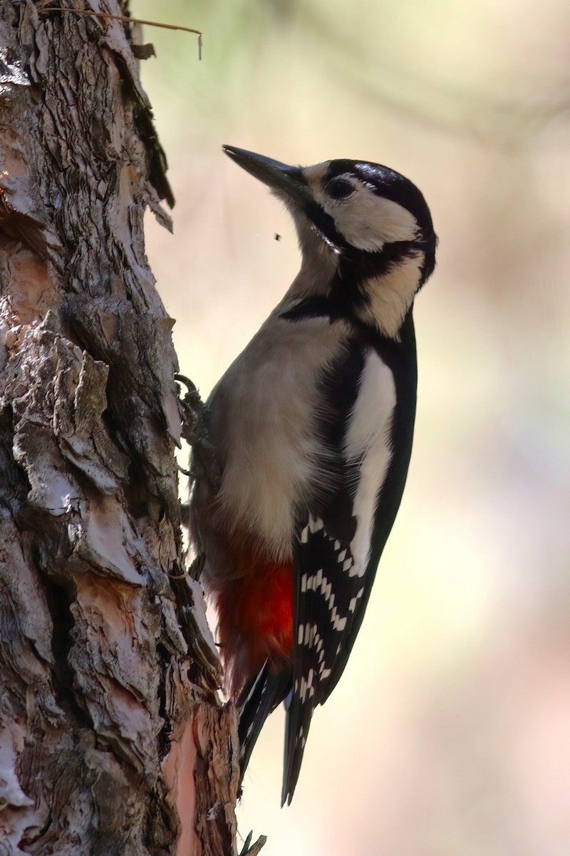 Дятел звичайний - ML647408452