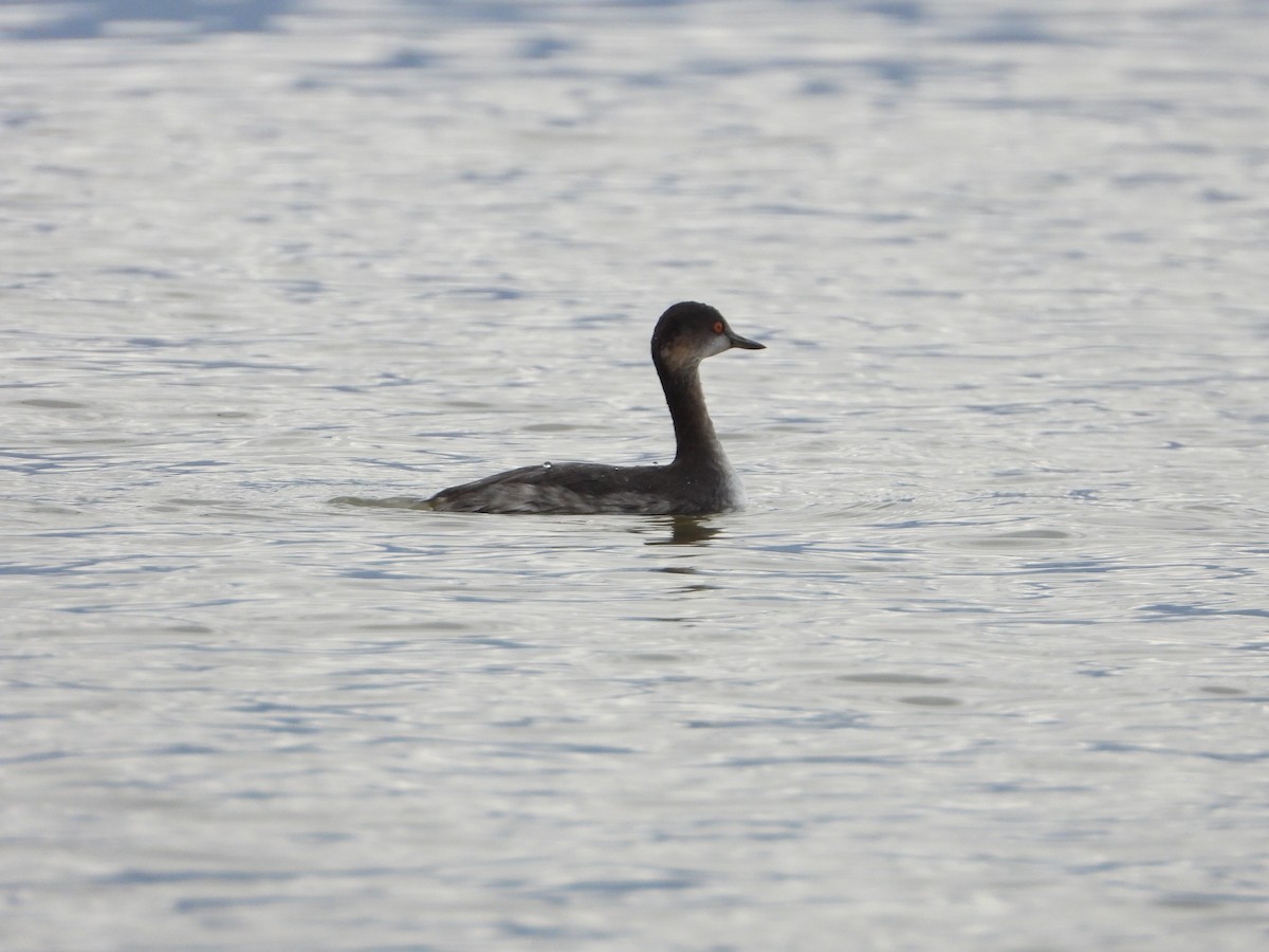 potápka černokrká - ML647408453