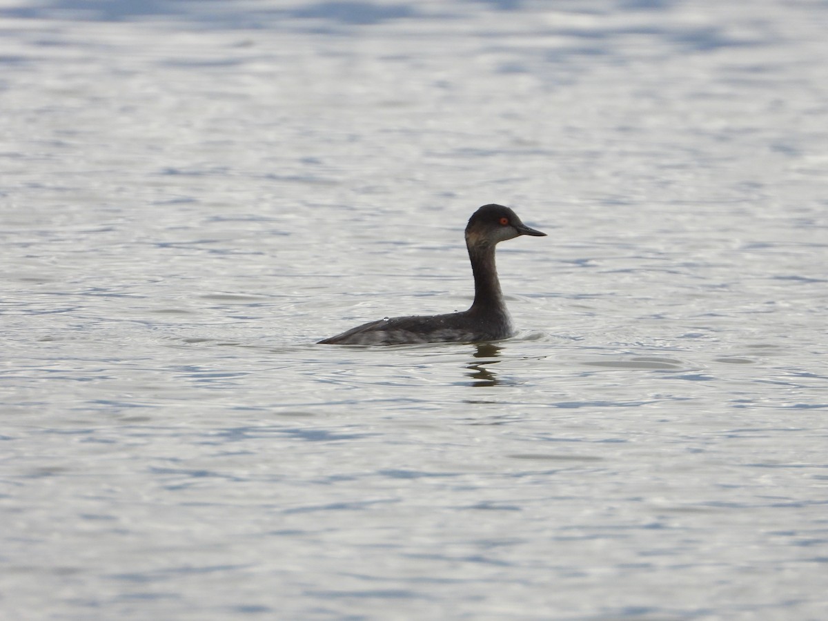 Пірникоза чорношия - ML647408454