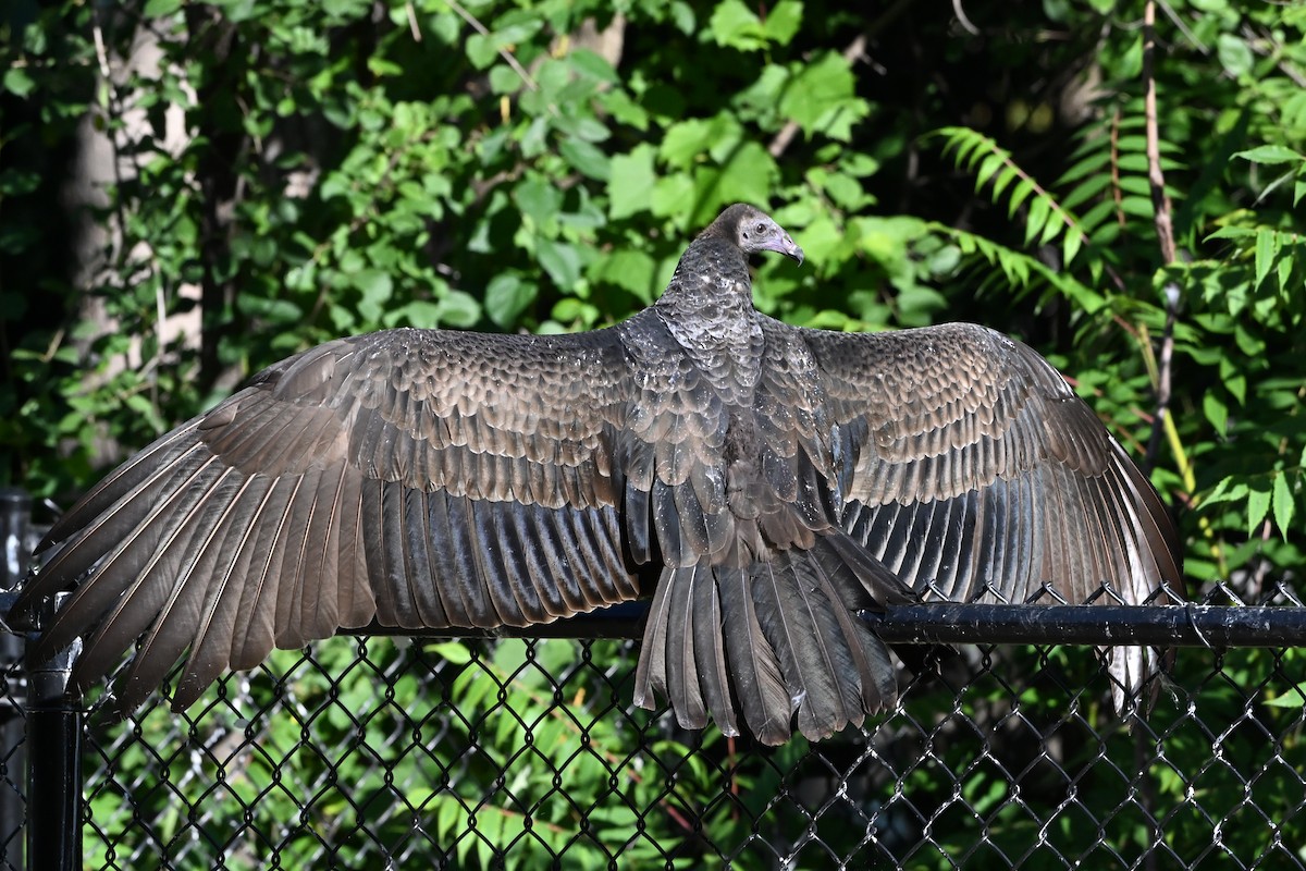 Turkey Vulture - ML647408455
