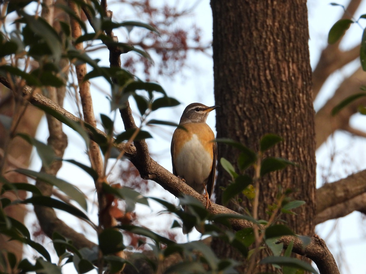 Дрізд вузькобровий - ML647408456