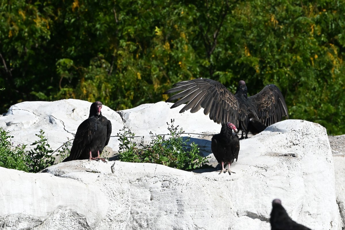Turkey Vulture - ML647408457
