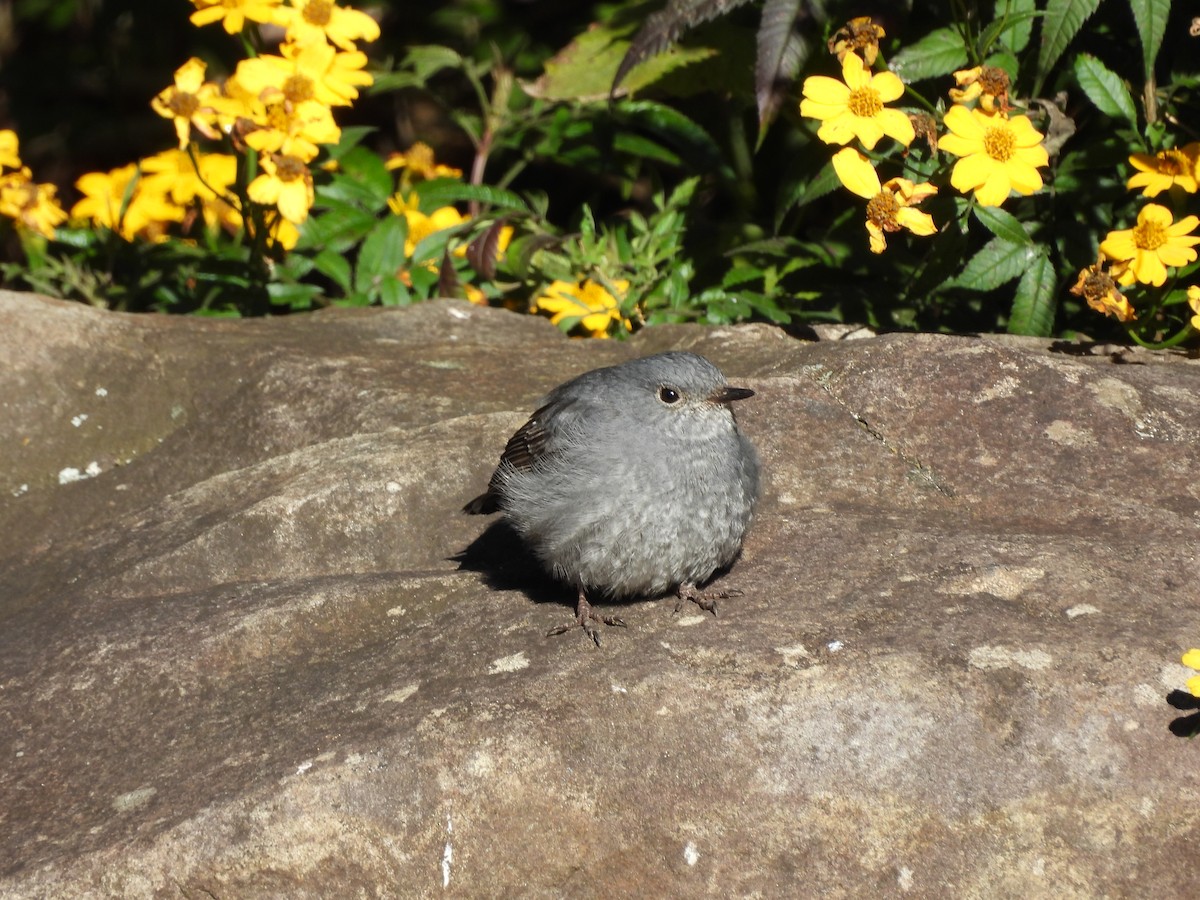 Горихвістка сиза - ML647408459