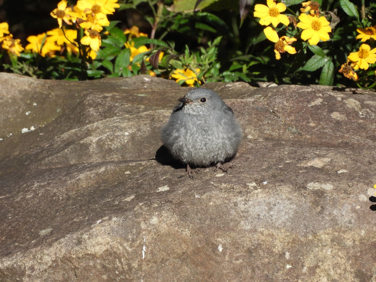 Горихвістка сиза - ML647408460