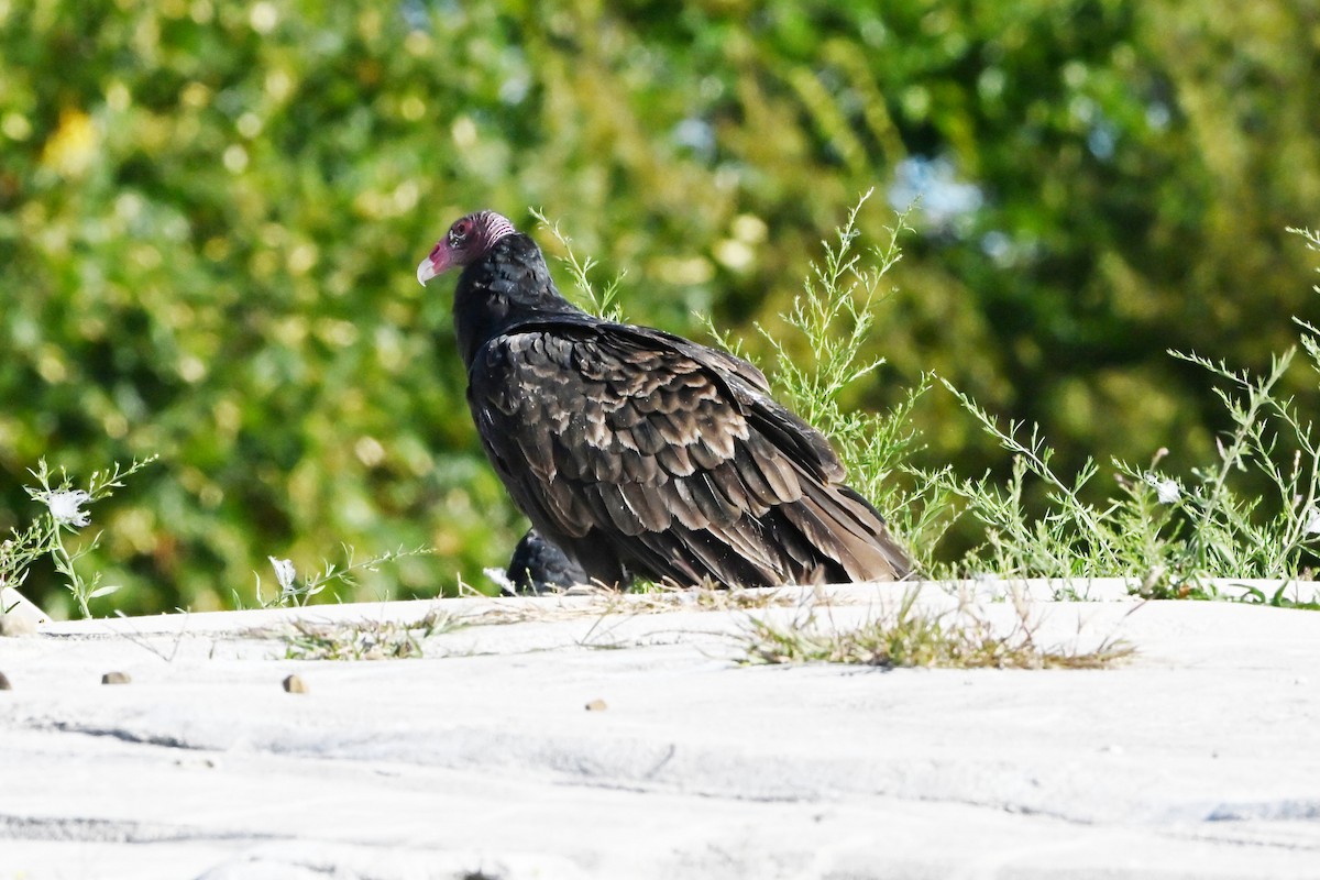 Turkey Vulture - ML647408462