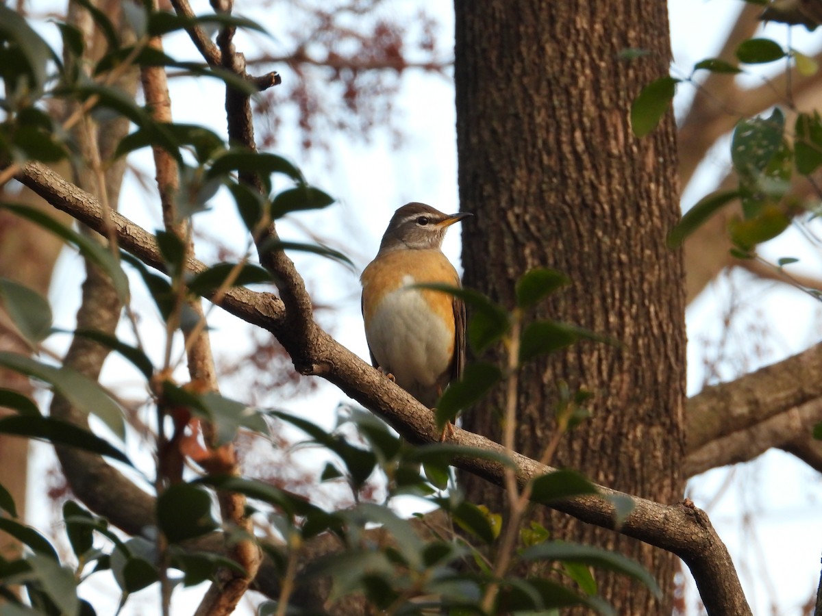 Дрізд вузькобровий - ML647408463