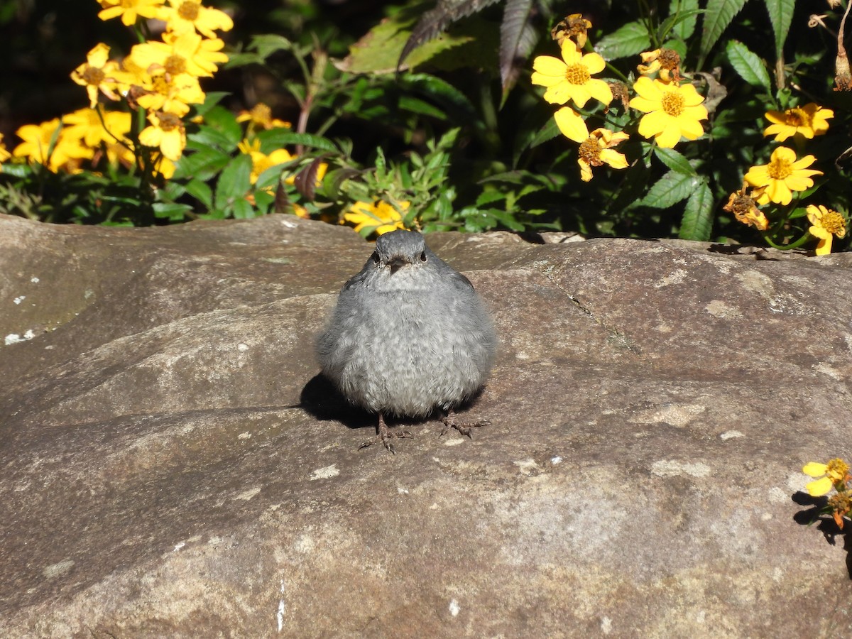 Горихвістка сиза - ML647408464