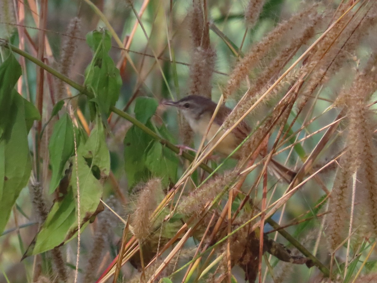 Принія руда - ML647408465