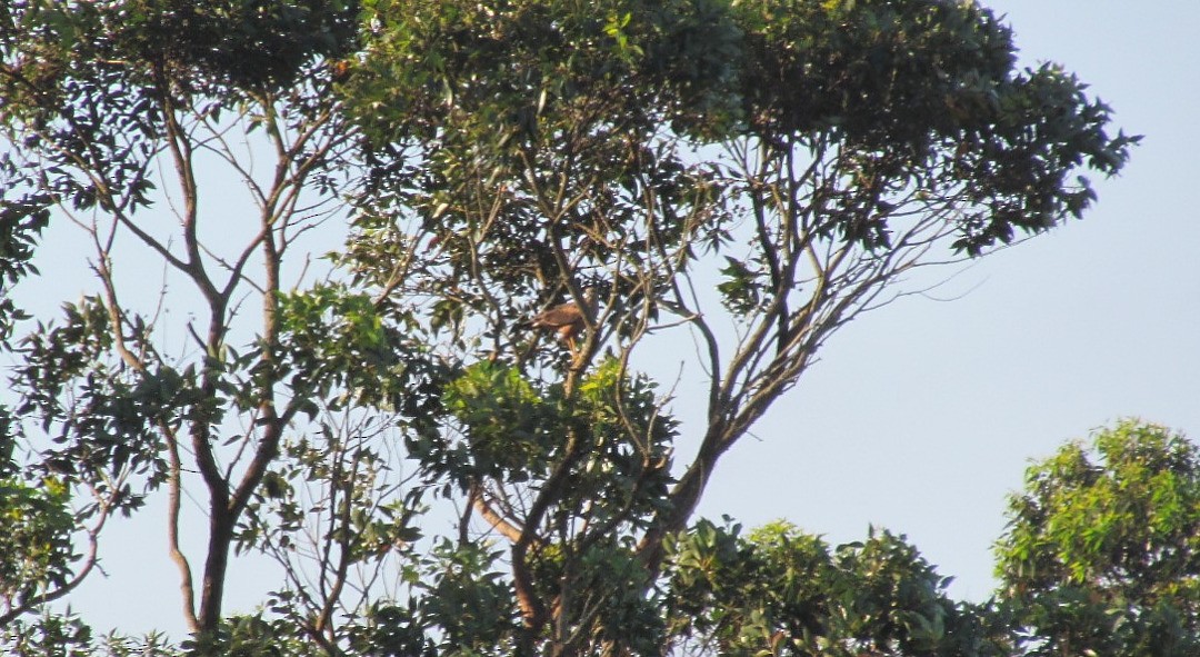 Канюк-крабоїд рудий - ML647408466