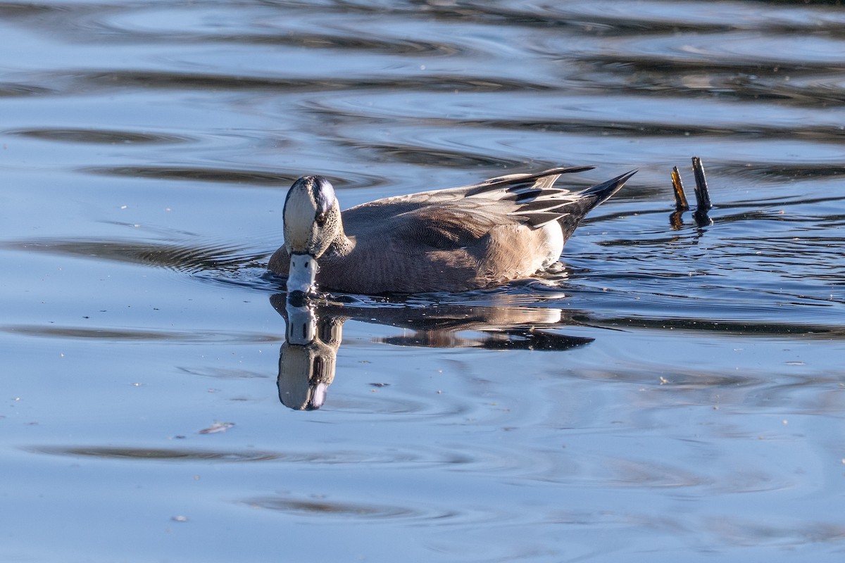 Свищ американський - ML647408468