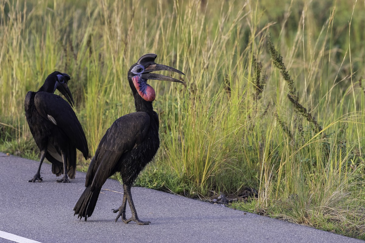 Кромкач абісинський - ML647408472