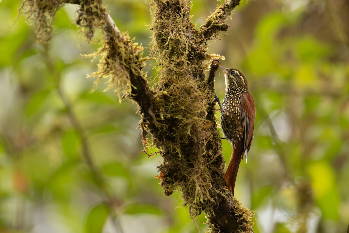 Щетинкохвіст перлистий - ML647408473