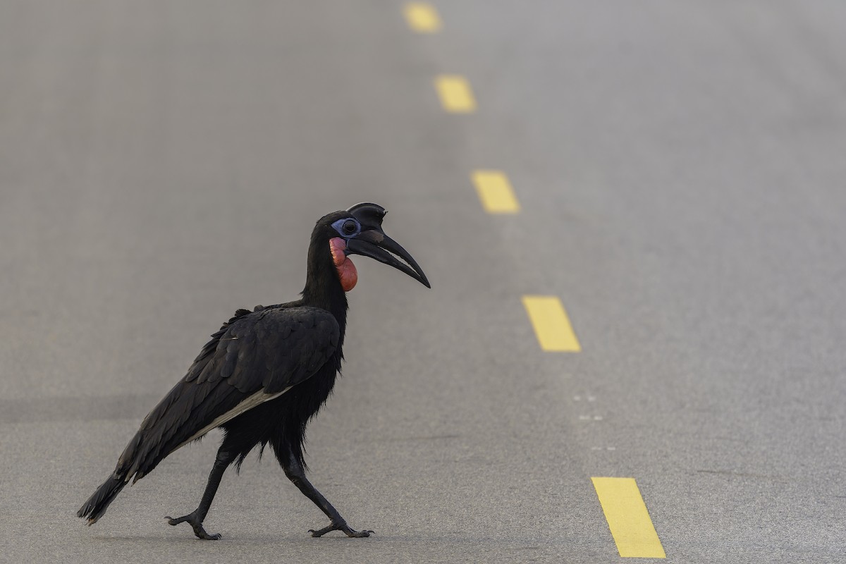 Кромкач абісинський - ML647408478