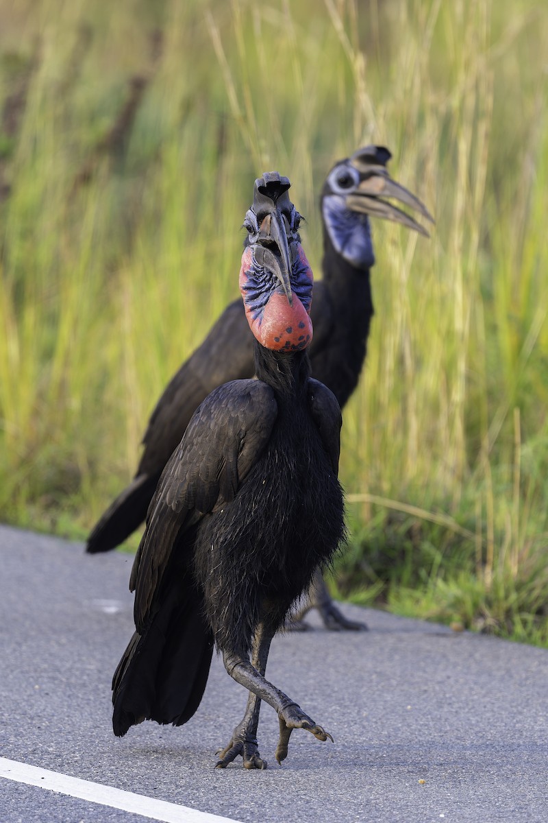 Кромкач абісинський - ML647408479