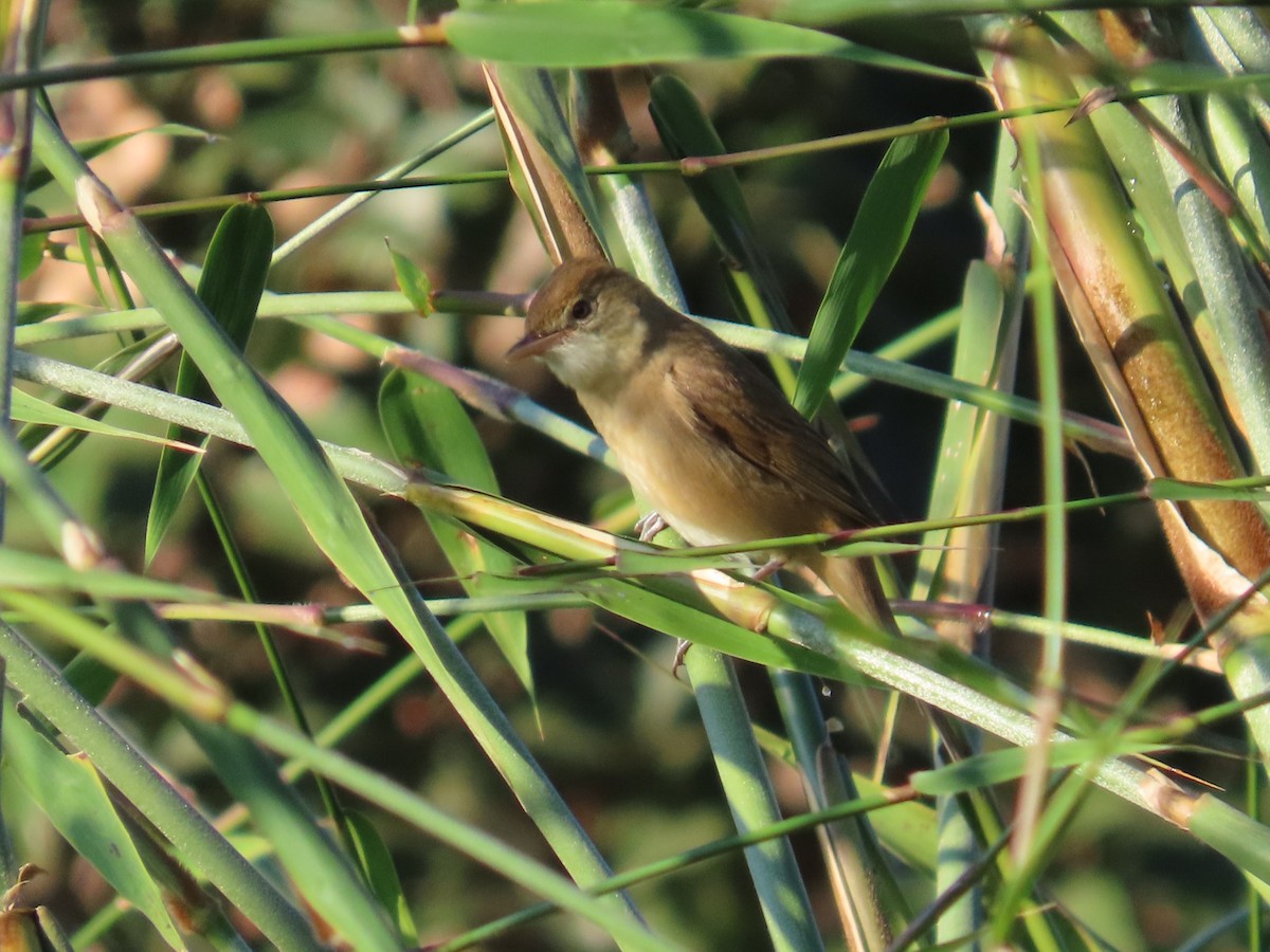 Очеретянка товстодзьоба - ML647408482