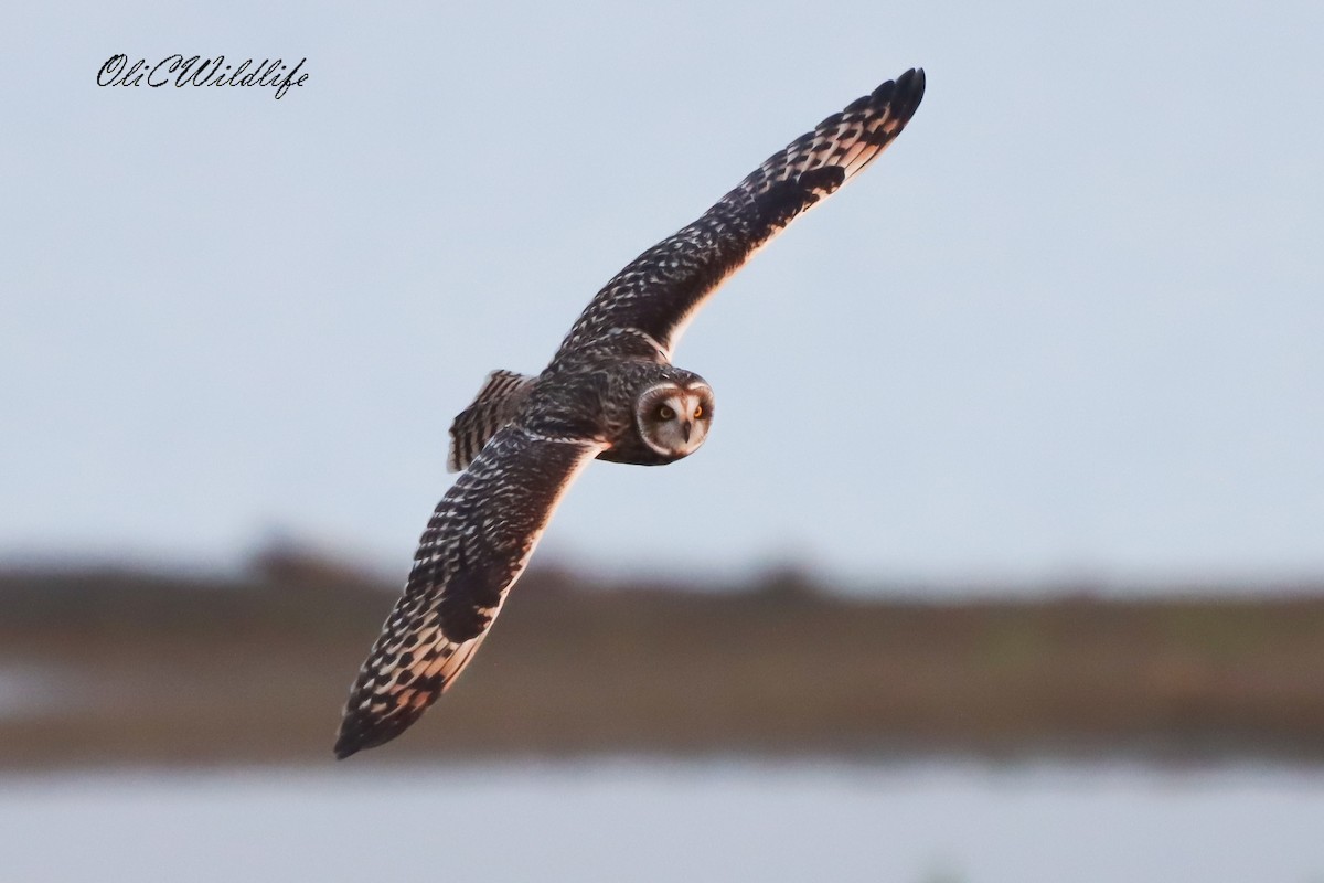 Zingira-hontza - ML647408484