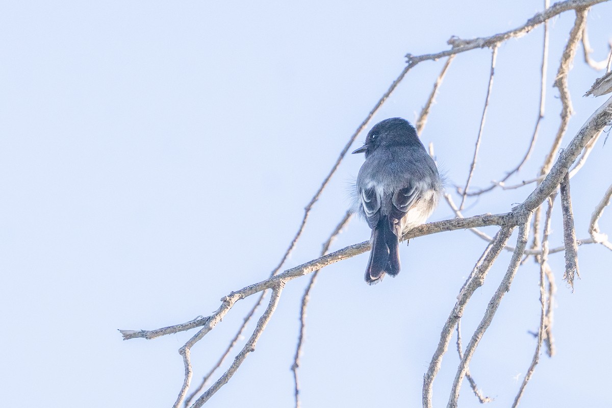 Феб чорний - ML647408487