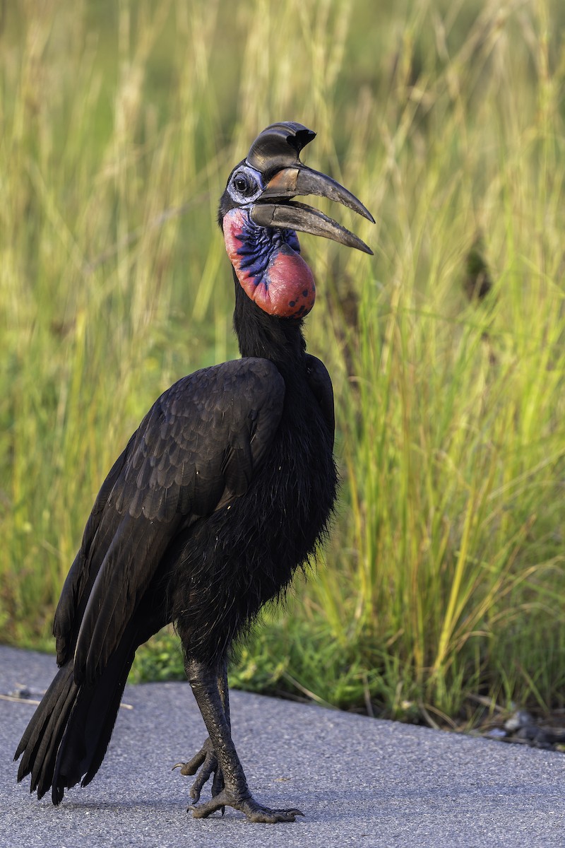 Кромкач абісинський - ML647408488