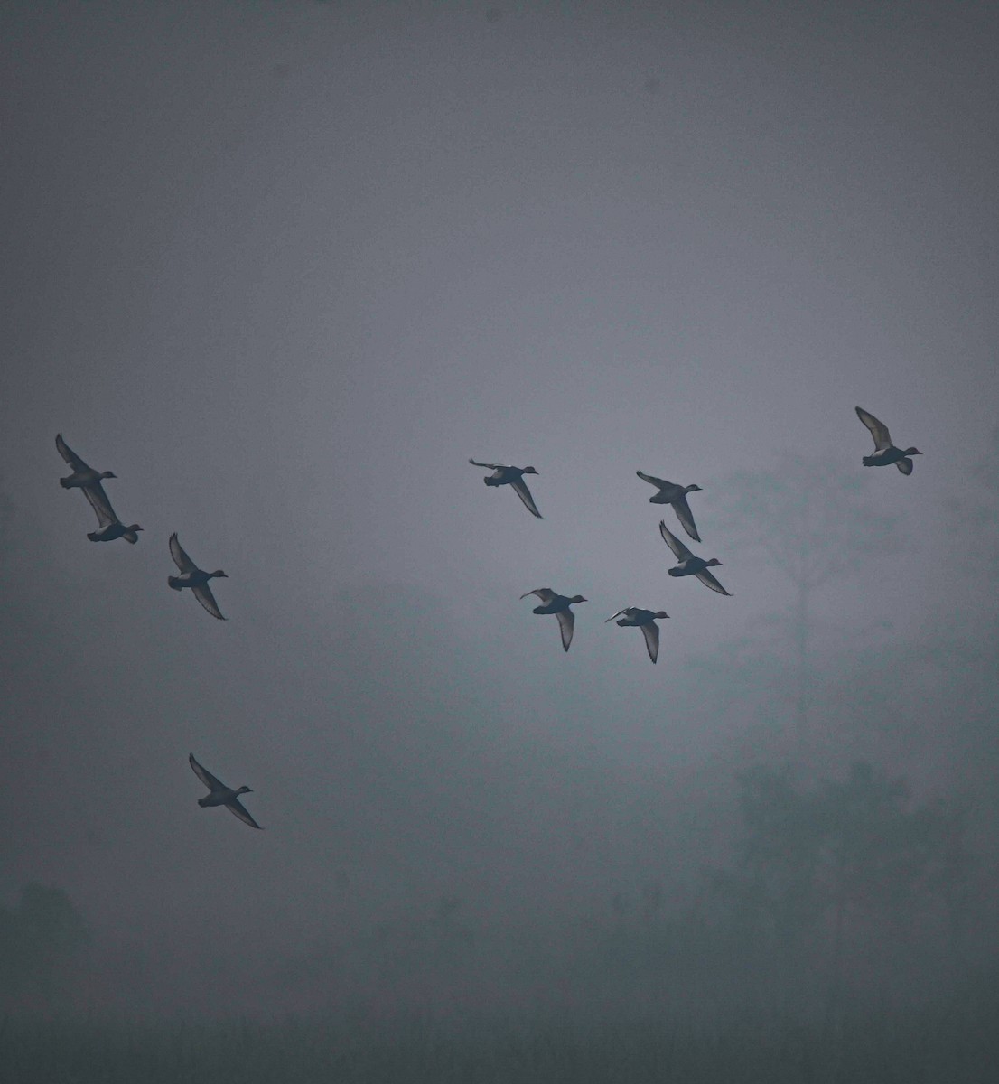 zrzohlávka rudozobá - ML647408489