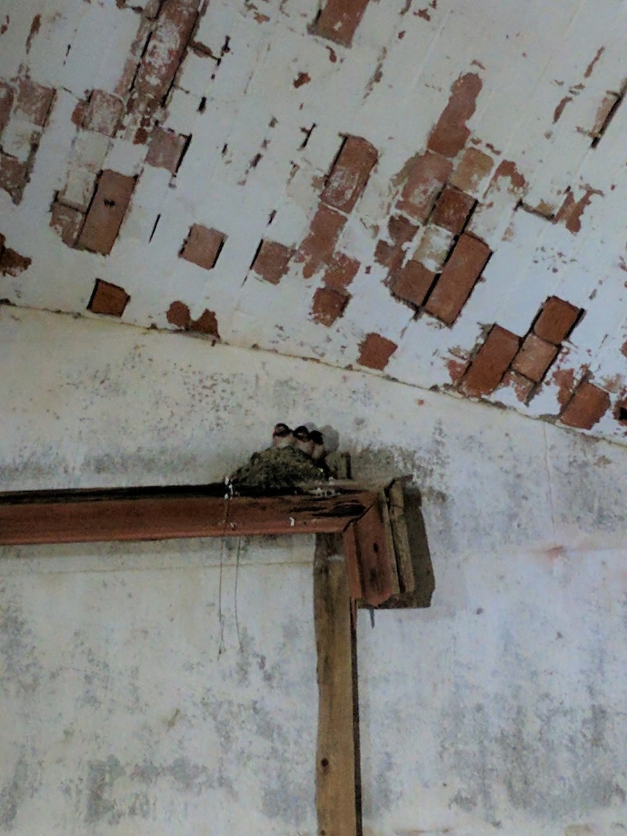 סנונית רפתות - ML647408499