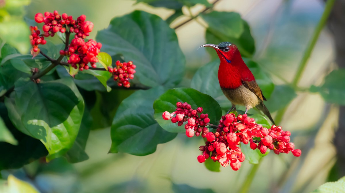 Crimson Sunbird - ML647408519