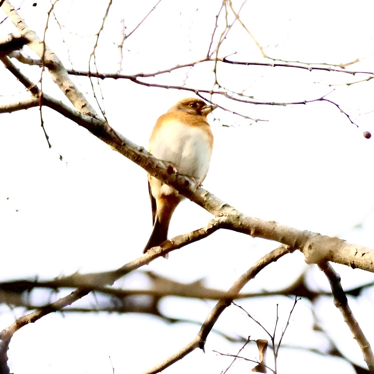 花雀 - ML647408522